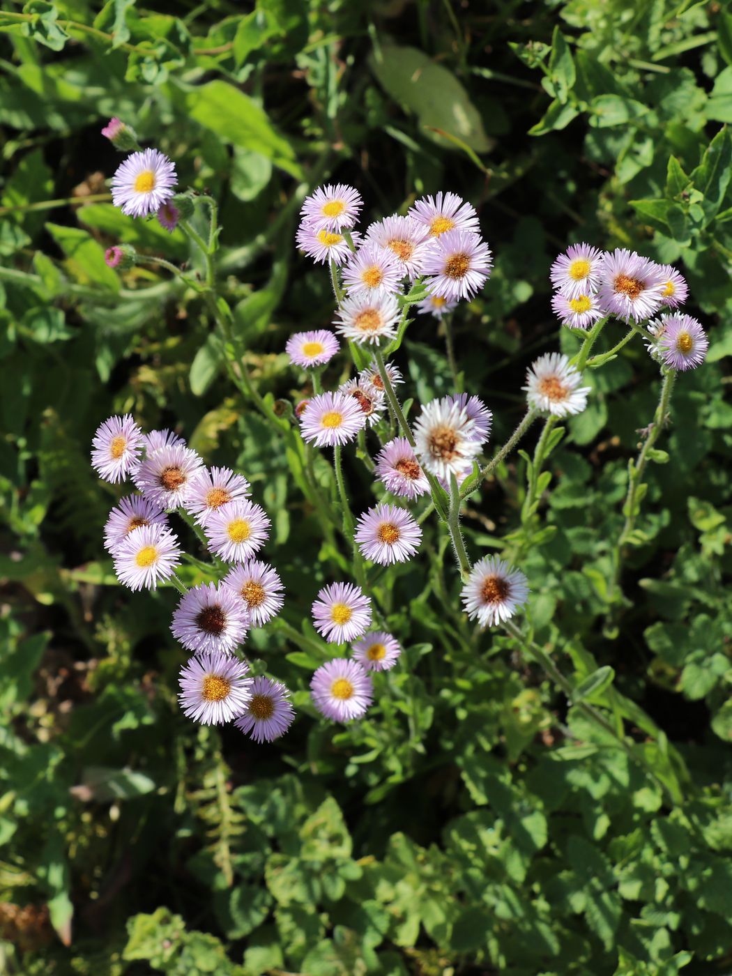 Изображение особи Erigeron pseudoseravschanicus.