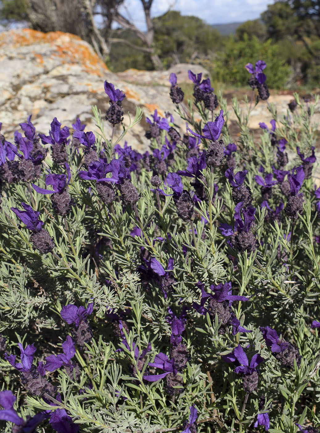 Image of Lavandula stoechas specimen.