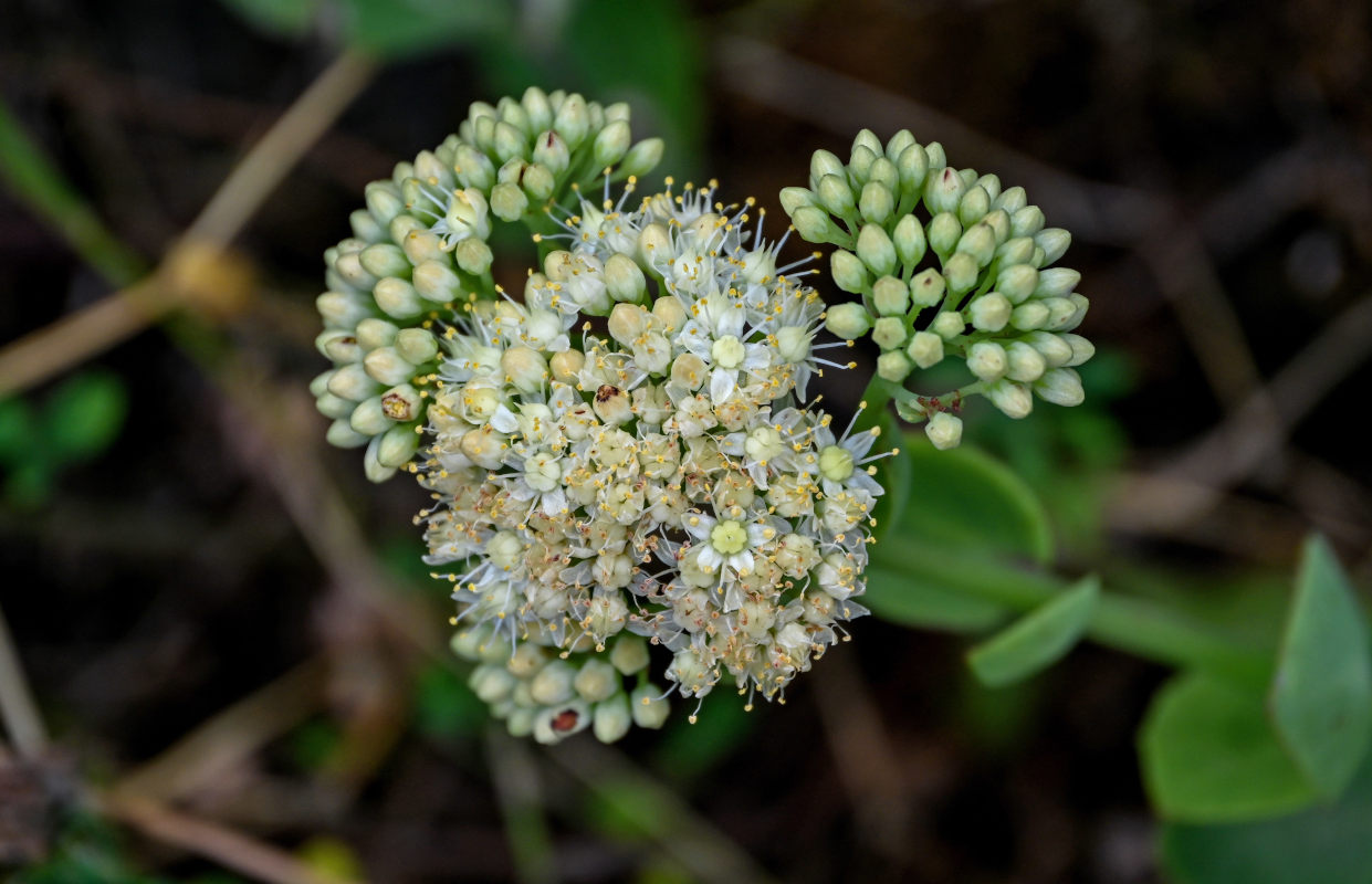 Изображение особи Hylotelephium caucasicum.