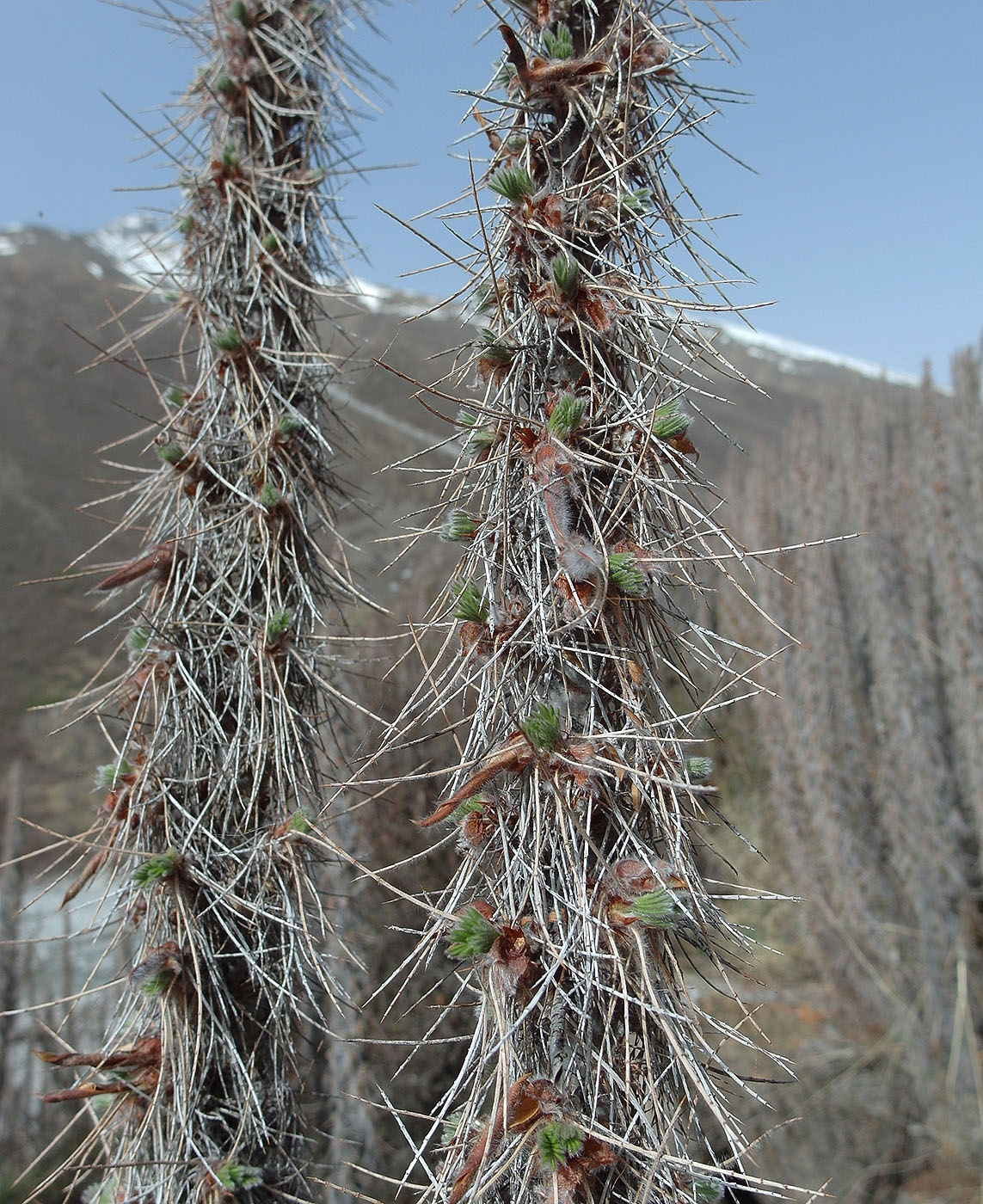 Image of Caragana jubata specimen.