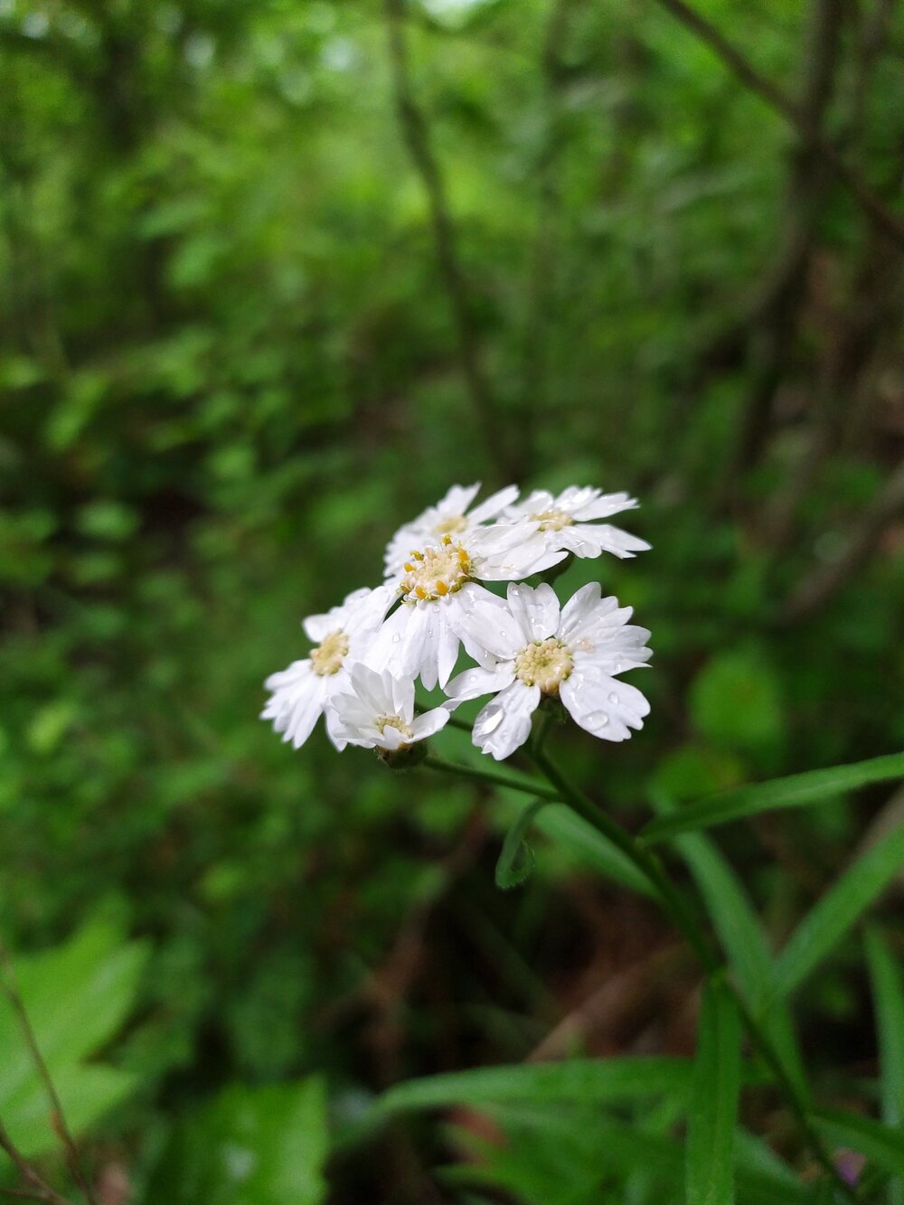 Image of Achillea biserrata specimen.