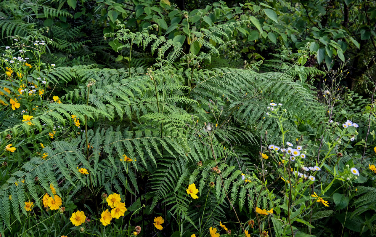 Изображение особи Pteridium revolutum.