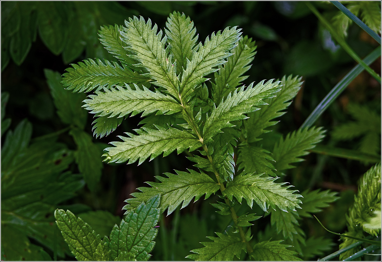 Изображение особи Potentilla anserina.