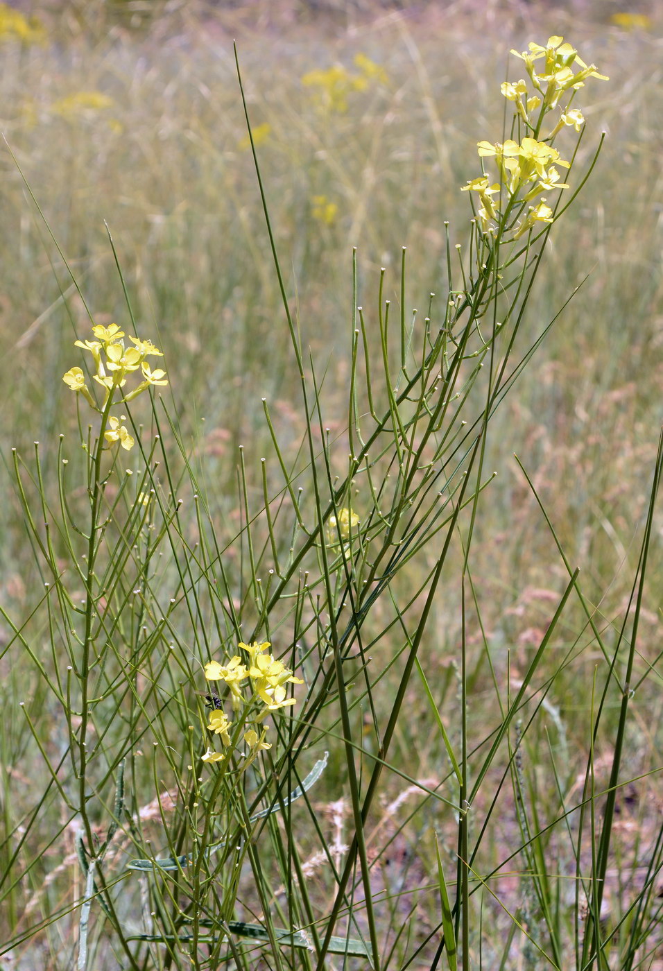 Image of Erysimum canescens specimen.