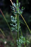 Senecio jacobaea