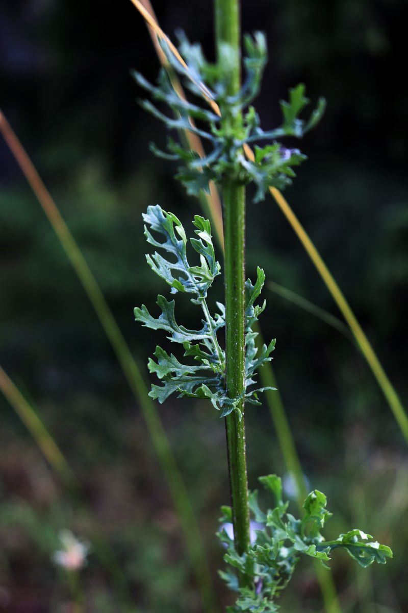 Изображение особи Senecio jacobaea.