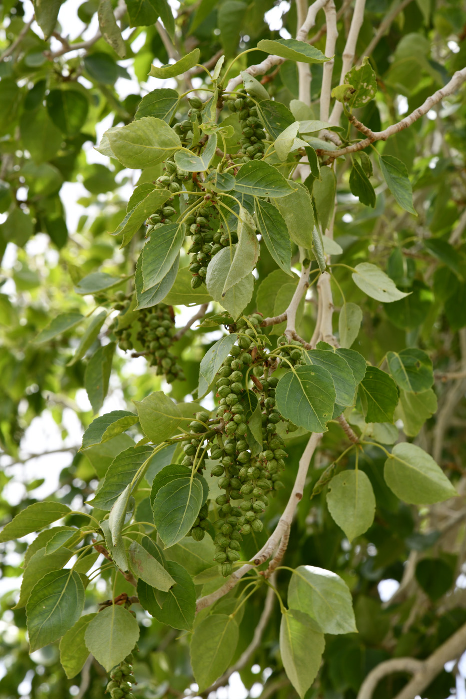 Image of Populus talassica specimen.