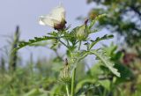 Hibiscus trionum. Верхушка цветущего растения. Приморский край, Уссурийский гор. округ, с. Монакино, заросли амброзии за территорией частного подворья. 18.08.2024.