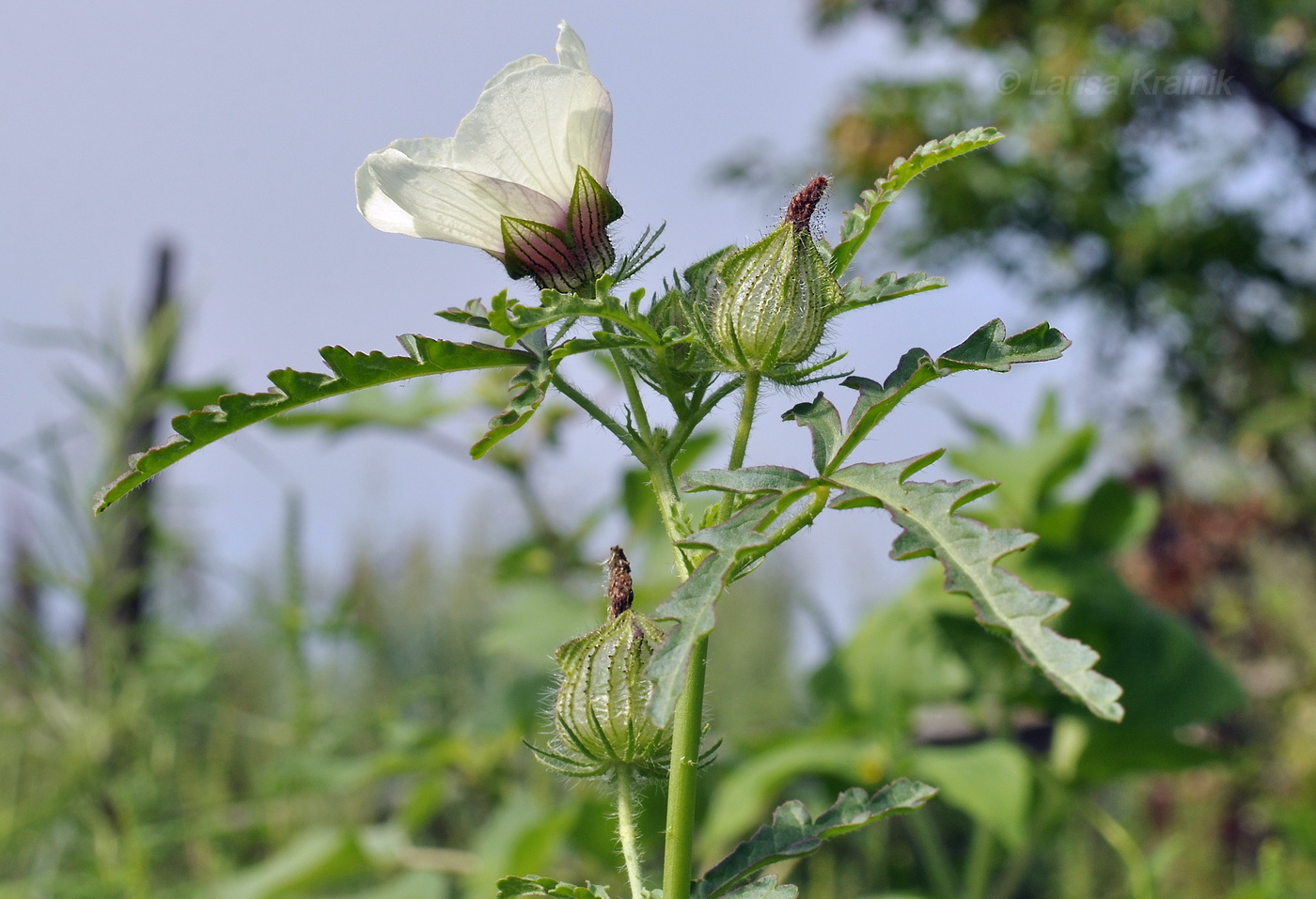 Изображение особи Hibiscus trionum.