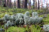 Cladonia stellaris