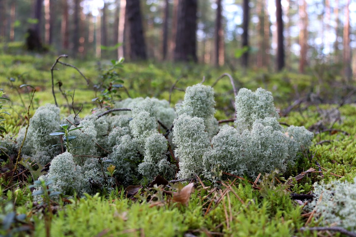 Изображение особи Cladonia stellaris.