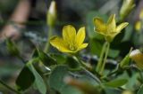 Oxalis corniculata. Цветки. Приморский край, Шкотовский р-н, пос. Подъяпольск, сорное в саду. 22.09.2024.