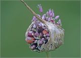 Allium sativum. Верхушка побега с проросшими луковичками. Московская обл., Раменский р-н, окр. дер. Хрипань, садовый участок. 02.08.2024.