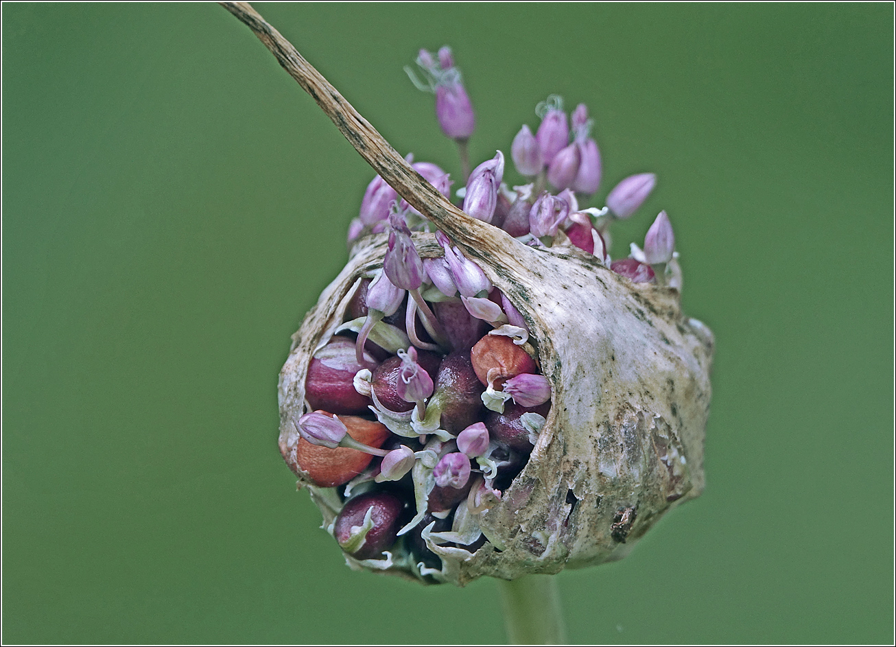 Изображение особи Allium sativum.