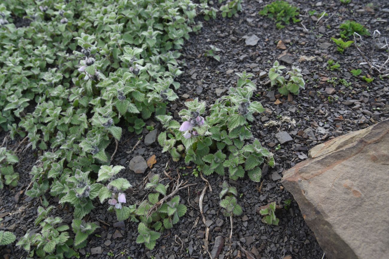 Image of Lamium tomentosum specimen.