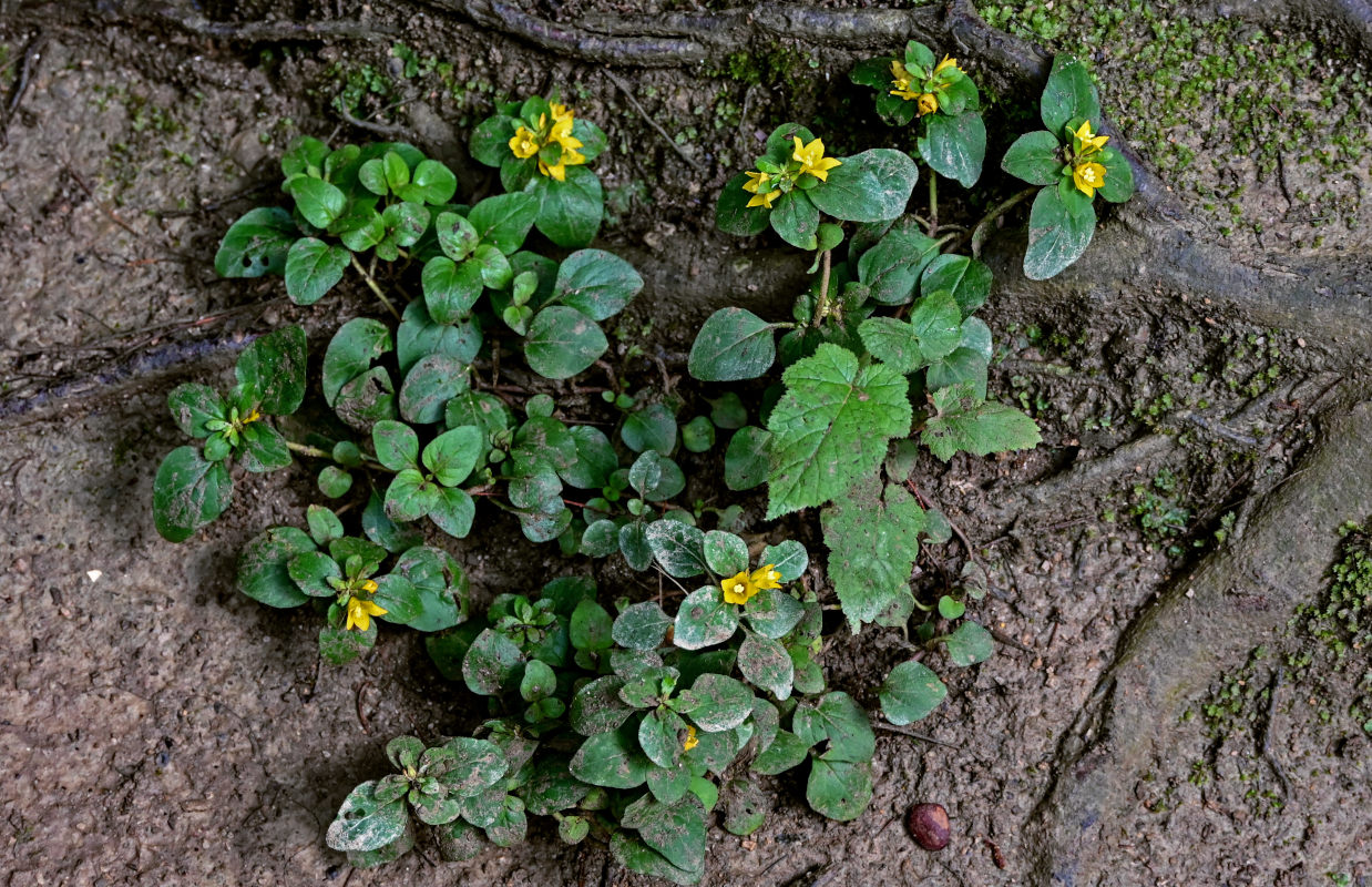 Изображение особи Lysimachia kwangtungensis.