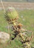 Cirsium ciliatum. Верхушка побега с раскрывающимся соцветием. Кабардино-Балкария, Черекский р-н, окр. с/п Верхняя Балкария, левый борт долины р. Хашхасу, ≈ 1800 м н.у.м., горный луг, используемый под выпас. 29.07.2024.