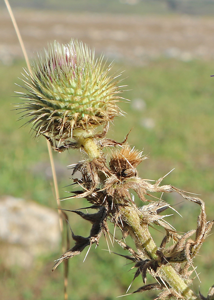 Image of Cirsium ciliatum specimen.