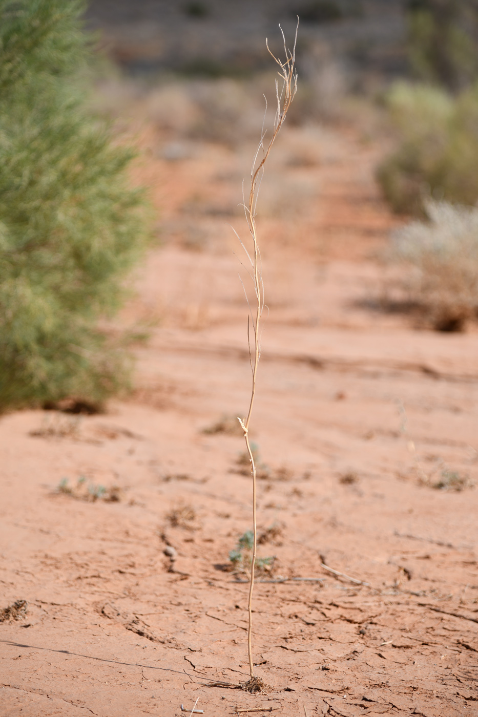 Image of Iljinskaea planisiliqua specimen.