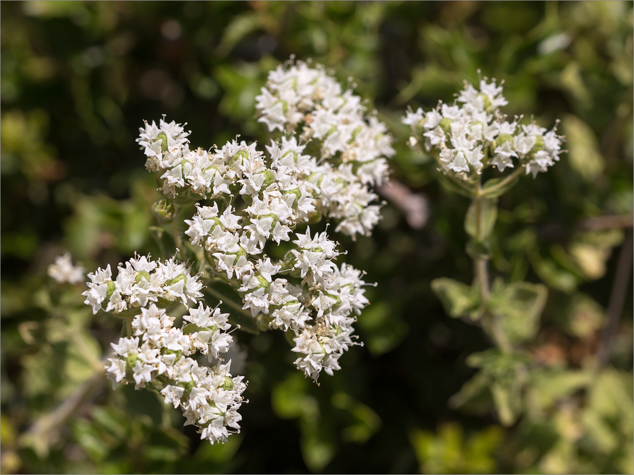 Image of Origanum onites specimen.