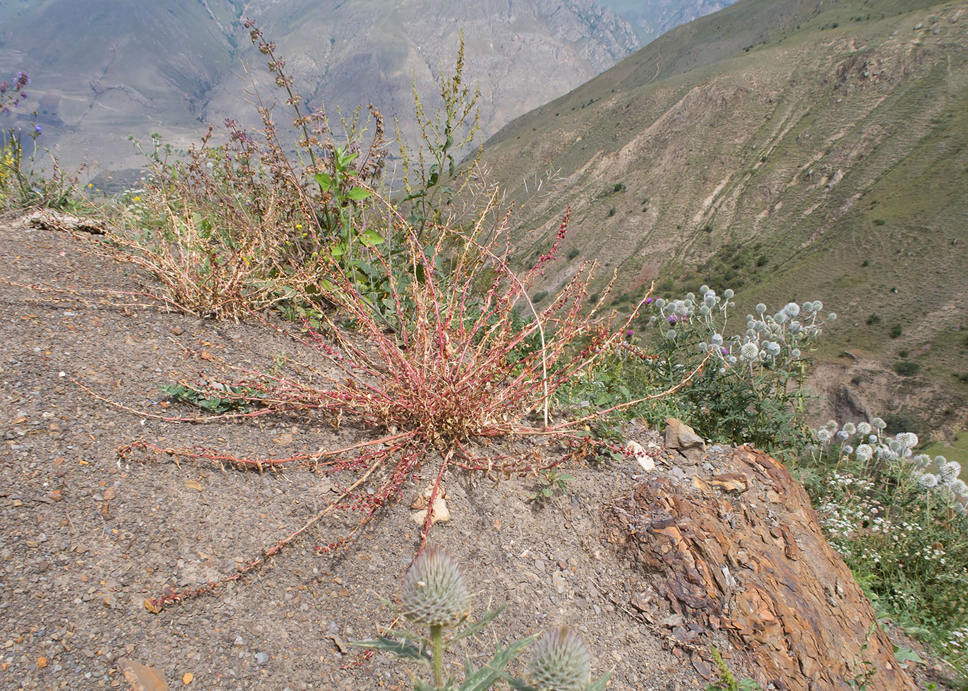 Image of Blitum virgatum specimen.