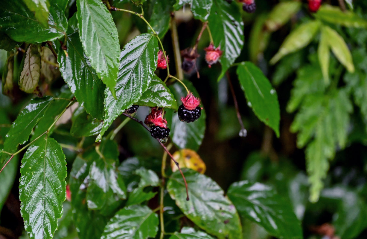 Image of Rubus swinhoei specimen.