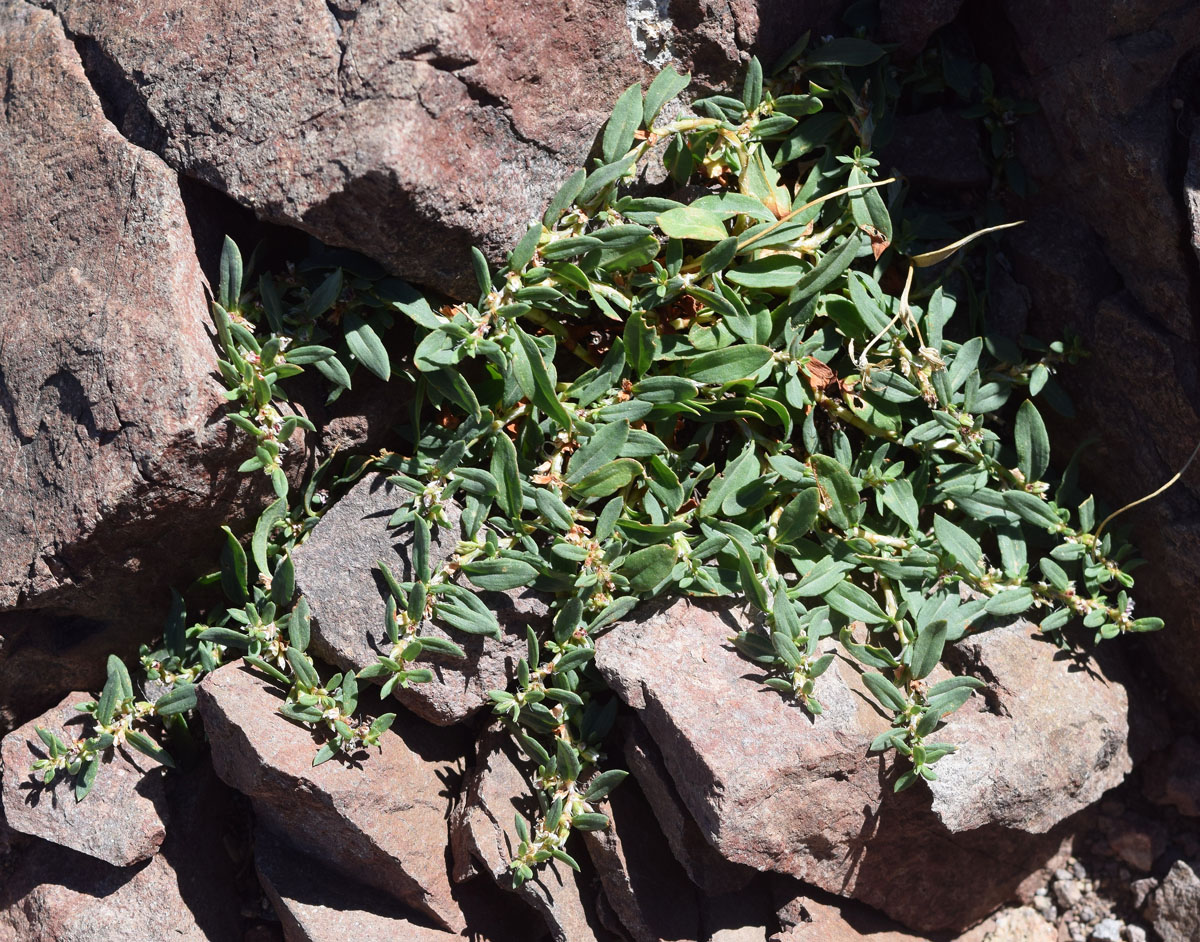 Image of Polygonum fibrilliferum specimen.