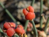 Ephedra distachya. Фруктификация. Крым, Южный Берег, окр. пос. Новый Свет, высокий берег моря, каменистый край обрыва рядом с туристической тропой. 07.06.2024.