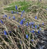 Muscari botryoides