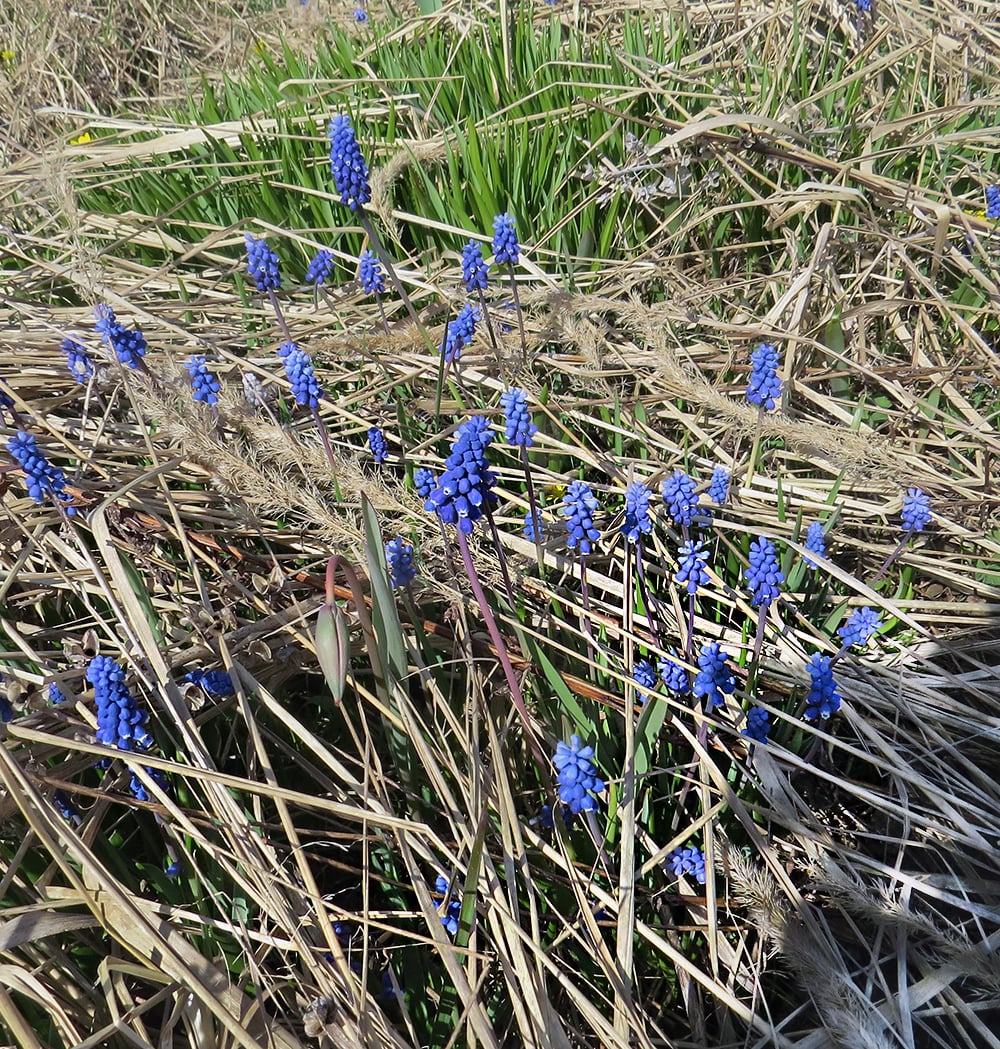 Image of Muscari botryoides specimen.