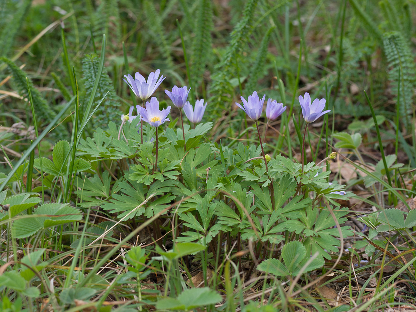 Image of Anemone banketovii specimen.