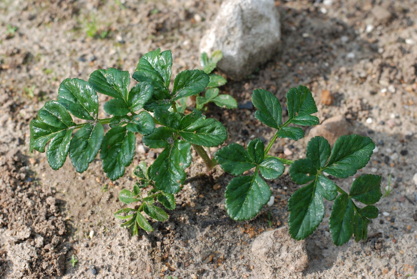 Изображение особи Angelica pachycarpa.