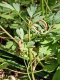 Смотреть изображение Corydalis ambigua