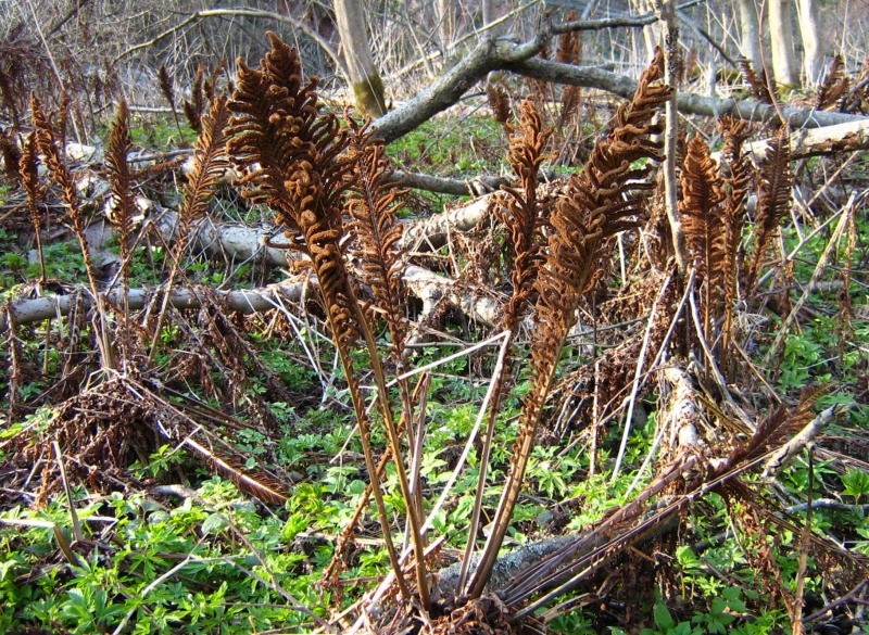 Image of Matteuccia struthiopteris specimen.