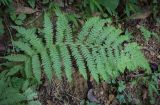 View full-size image Athyrium filix-femina