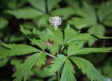 View full-size image Anemone reflexa