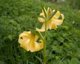 View full-size image Lilium monadelphum