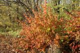View full-size image Physocarpus opulifolius