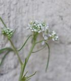 View full-size image Lepidium vesicarium