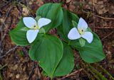 View full-size image Trillium camschatcense