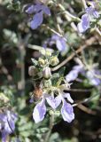 Teucrium fruticans