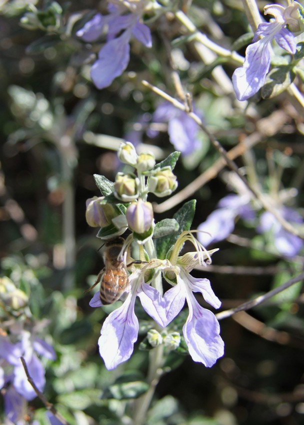 Image of Teucrium fruticans specimen.