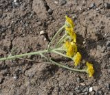 View full-size image Tanacetum aureum