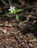 View full-size image Pseudostellaria heterophylla
