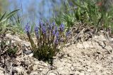 Polygala amarella