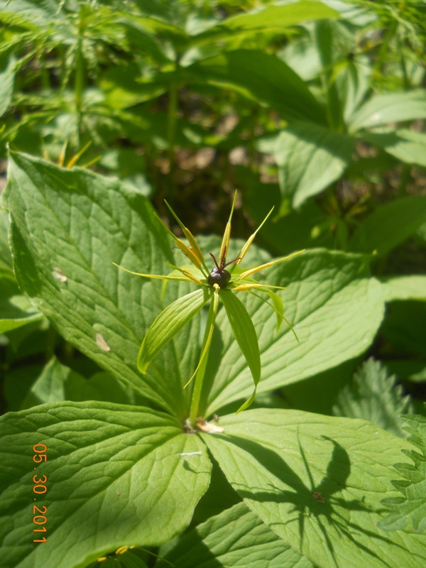 Image of Paris quadrifolia specimen.