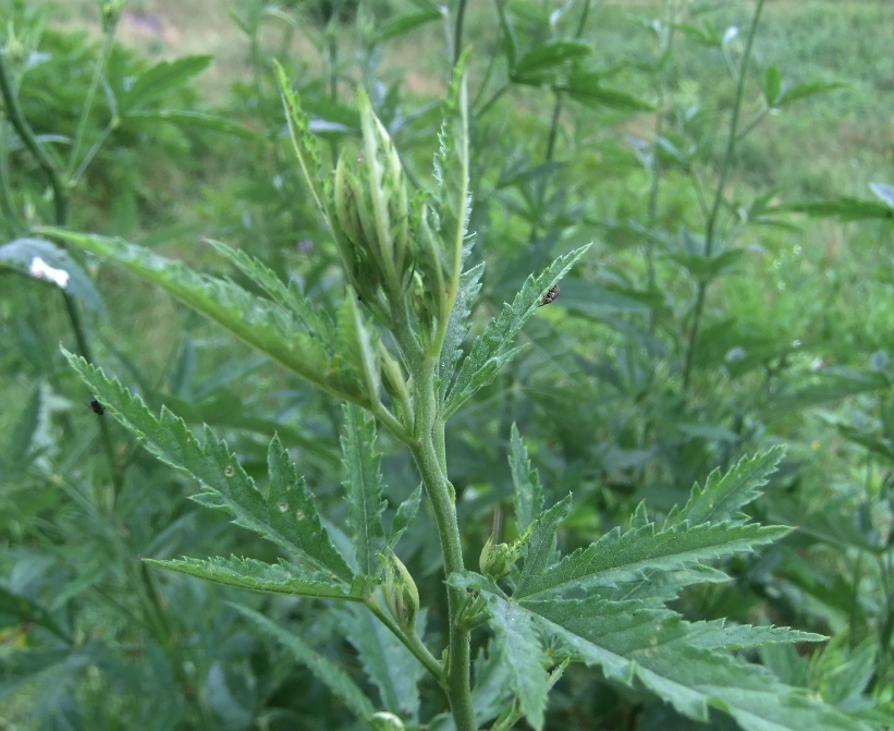 Image of genus Althaea specimen.