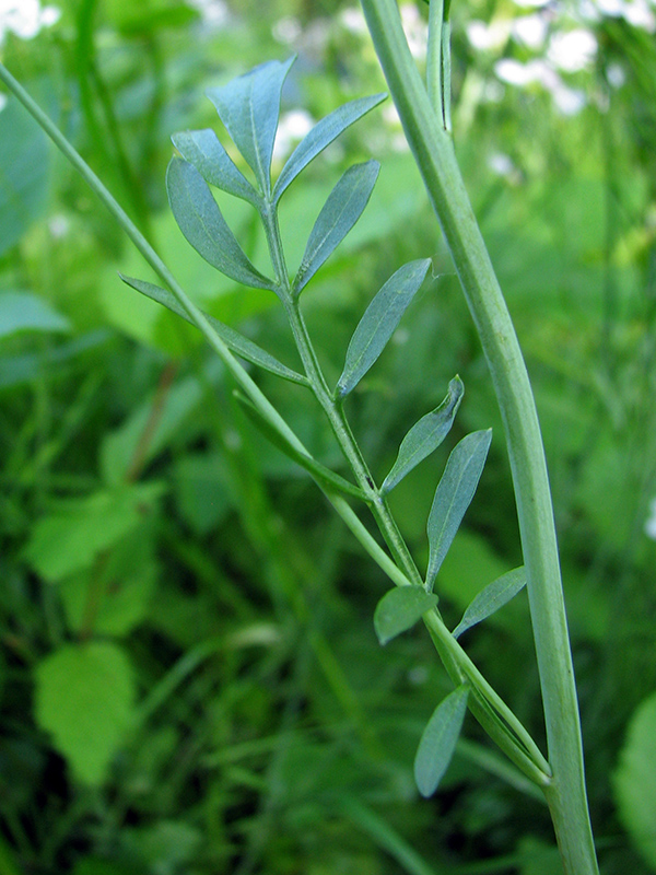 Изображение особи Cardamine pratensis.