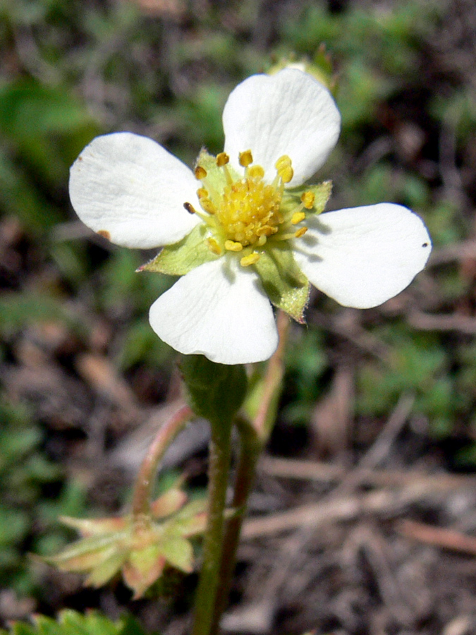 Image of Fragaria vesca specimen.