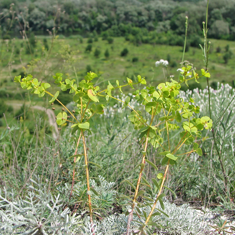 Image of Euphorbia petrophila specimen.